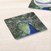 羽を持つ孔雀のポートレート スクエアペーパーコースター (アングル)