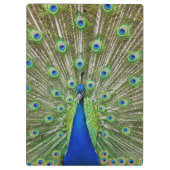 羽を示している孔雀 クリップボード (裏面)