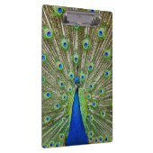 羽を示している孔雀 クリップボード (右)