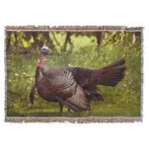 羽を飾るトムの雄トルコ