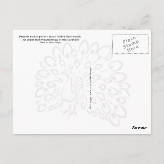 羽根を表示する孔雀カラフル ポストカード (裏面)