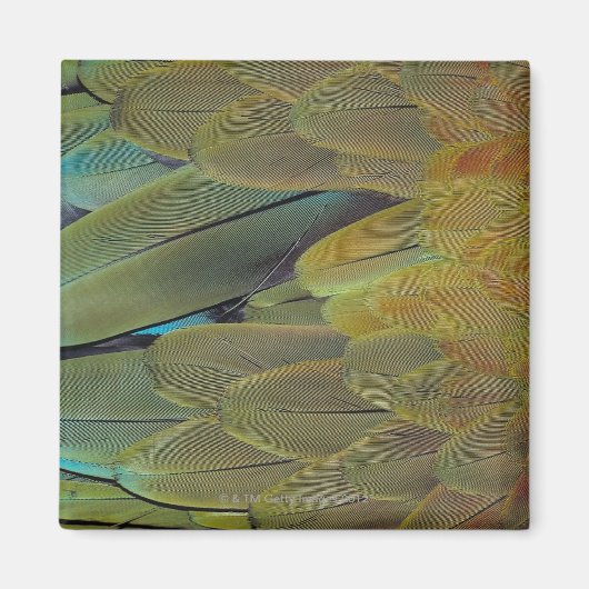 羽根面 マグネット (正面)