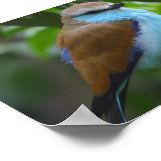 羽毛のような小さな鳥の青い茶色の白い黒の装飾品 ポスター (角)