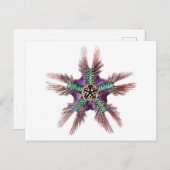 羽毛のような腕を持つヒトデ ポストカード (正面/裏面)