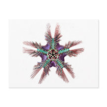 羽毛のような腕を持つヒトデ