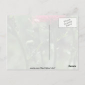 羽毛のアザミの花 ポストカード (裏面)