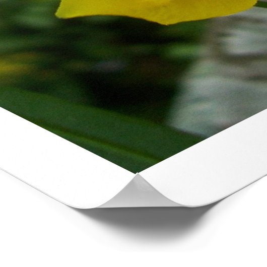 羽毛の蝶 ポスター (角)