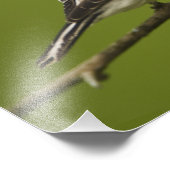 羽毛を生むアメリカ人の金魚のオス フォトプリント            (角)