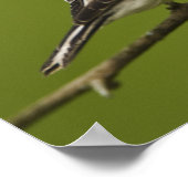 羽毛を生むアメリカ人の金魚のオス ポスター (角)