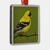 羽毛を生むアメリカ人の金魚のオス メタルオーナメント (右)