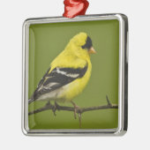 羽毛を生むアメリカ人の金魚のオス メタルオーナメント (左)