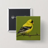 羽毛を生むアメリカ人の金魚のオス 缶バッジ (正面&裏面)