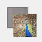 羽毛を表示する孔雀 マグネット (正面/裏面)