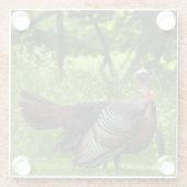 羽毛を表示する成熟した雄の野生のトルコ ガラスコースター (裏面)