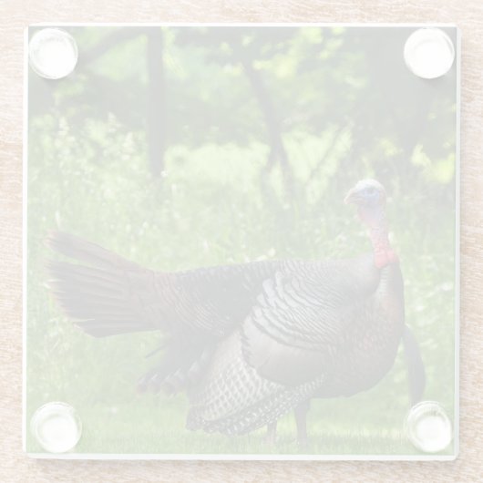 羽毛を表示する成熟した雄の野生のトルコ ガラスコースター (裏面)