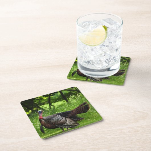 羽毛を表示する成熟した雄の野生のトルコ スクエアペーパーコースター (インサイチュ)
