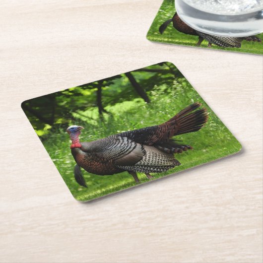 羽毛を表示する成熟した雄の野生のトルコ スクエアペーパーコースター (アングル)