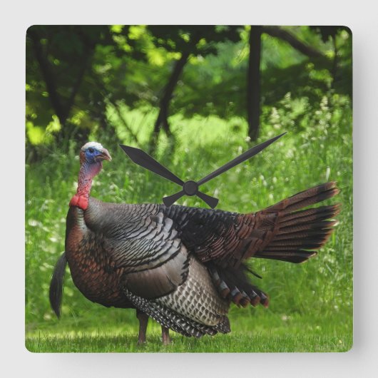羽毛を表示する成熟した雄の野生のトルコ スクエア壁時計 (正面)