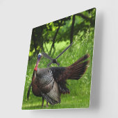 羽毛を表示する成熟した雄の野生のトルコ スクエア壁時計 (傾斜)