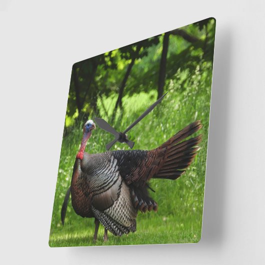 羽毛を表示する成熟した雄の野生のトルコ スクエア壁時計 (傾斜)