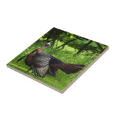 羽毛を表示する成熟した雄の野生のトルコ タイル (側面)