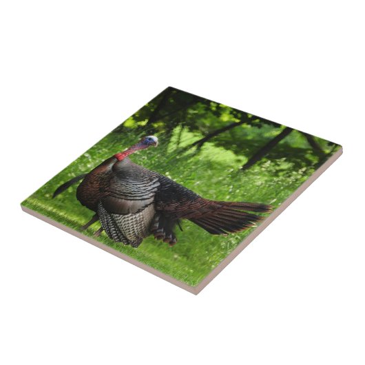 羽毛を表示する成熟した雄の野生のトルコ タイル (側面)