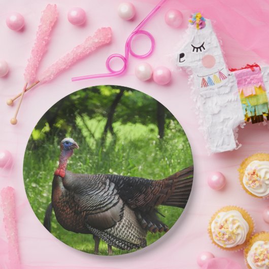 羽毛を表示する成熟した雄の野生のトルコ ペーパープレート (パーティー)