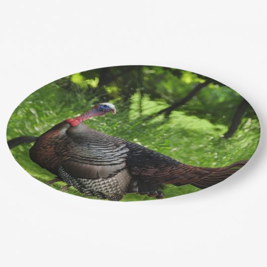 羽毛を表示する成熟した雄の野生のトルコ ペーパープレート (アングル)