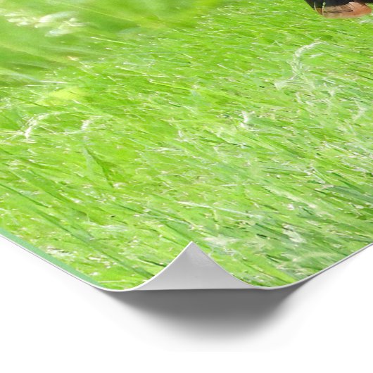 羽毛を表示する成熟した雄の野生のトルコ ポスター (角)