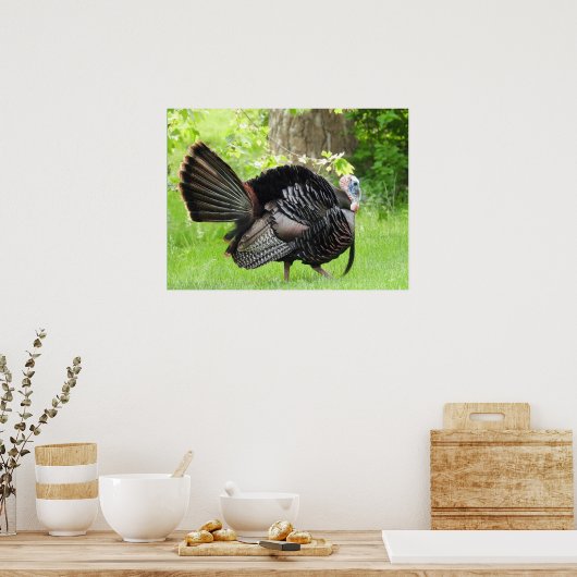 羽毛を表示する成熟した雄の野生のトルコ ポスター (キッチン)