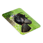 羽毛を表示する成熟した雄の野生のトルコ マグネット (右側)