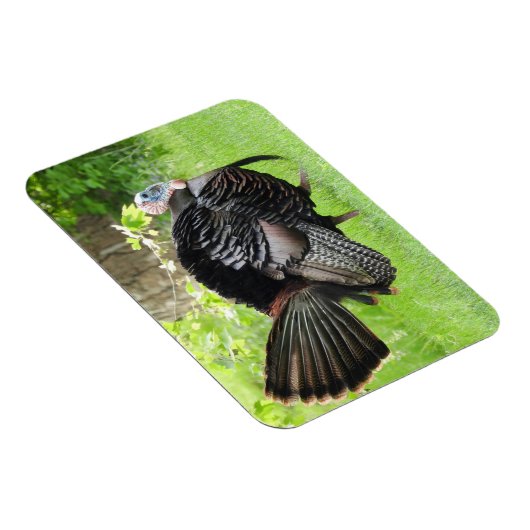 羽毛を表示する成熟した雄の野生のトルコ マグネット (右側)