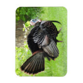 羽毛を表示する成熟した雄の野生のトルコ マグネット (縦)