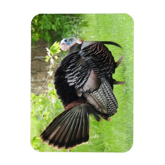 羽毛を表示する成熟した雄の野生のトルコ マグネット (縦)