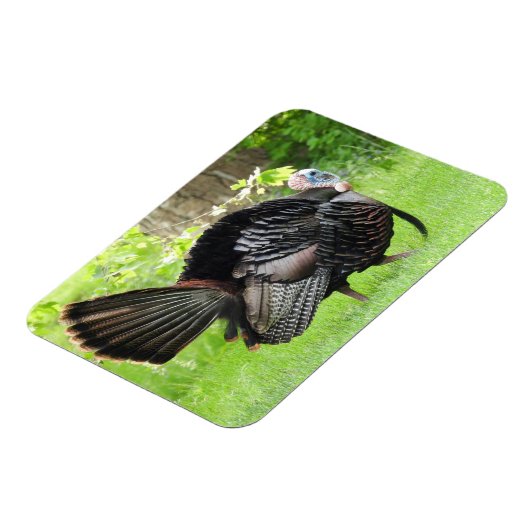 羽毛を表示する成熟した雄の野生のトルコ マグネット (左側)