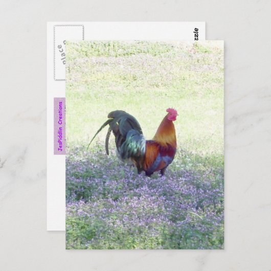 羽毛プライド葉書 ポストカード (正面/裏面)