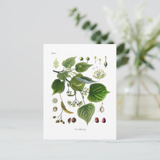 羽毛小斑 ポストカード (スタンド正面)