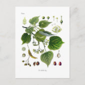 羽毛小斑 ポストカード (正面)