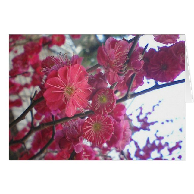 羽毛 (正面横)