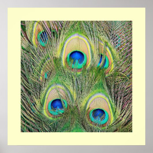 羽毛 ポスター (正面)