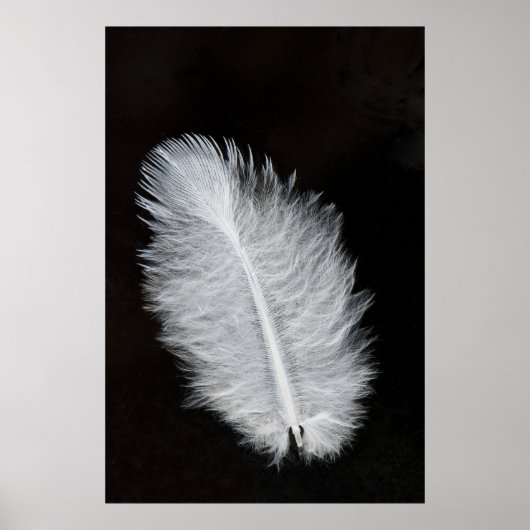 羽毛 ポスター (正面)