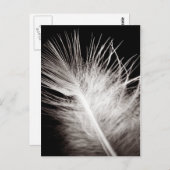 羽毛 ポストカード (正面/裏面)