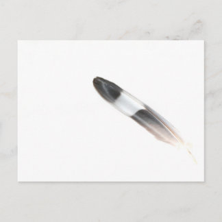 羽毛 ポストカード