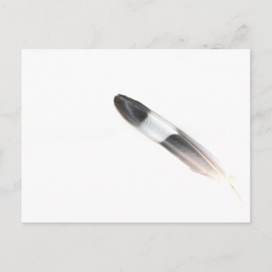 羽毛 ポストカード (正面)