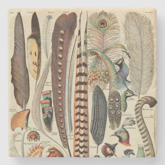 羽鳥の野生生物アンティーク羽 ストーンコースター (正面)