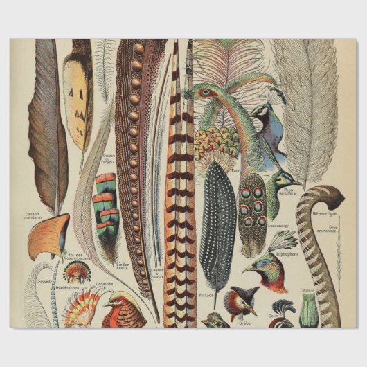 羽鳥の野生生物アンティーク羽 ラッピングペーパー (フラット)