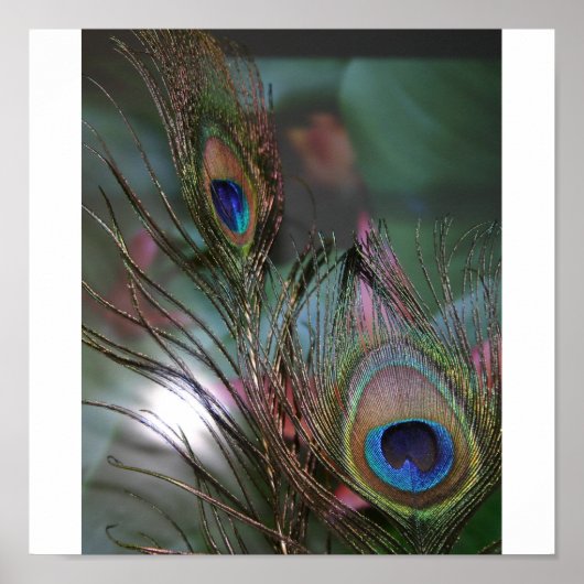 羽 ポスター (正面)