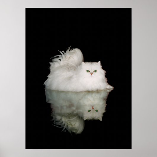 翡翠色の目をしたペルシャ猫 ポスター (正面)