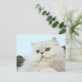 翡翠色の目を持つペルシャ猫 ポストカード (スタンド正面)
