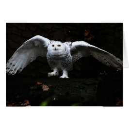 翼が開いたスノーフクロウ